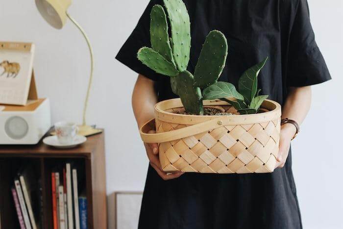 Plants, Top 10 Best Birthday Gift Ideas For People Born In January