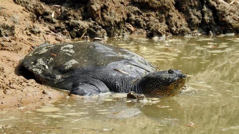 Yangtze Giant Softshell Turtle, Top 10 Most Famous Endangered Animals In The World