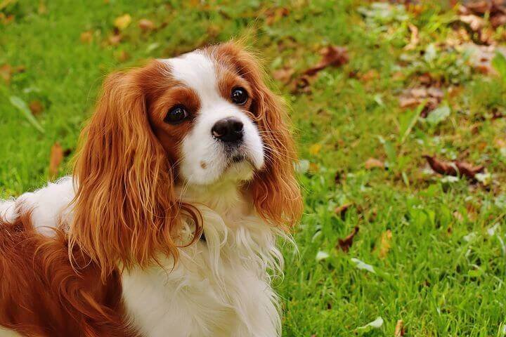 Cavalier King Charles Spaniel, Best &Amp; Most Popular Dog Breeds For First-Time Owners