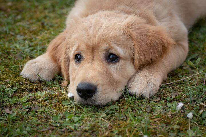 Golden Retriever, Best &Amp; Most Popular Dog Breeds For First-Time Owners
