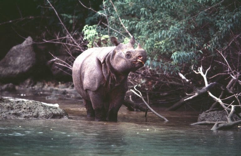 Javan Rhinoceros, Top 10 Most Famous Endangered Animals In The World