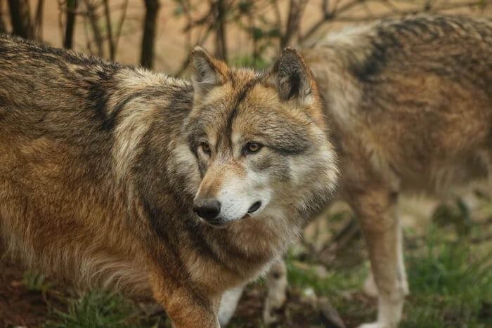 Red Wolf, Top 10 Most Famous Endangered Animals In The World
