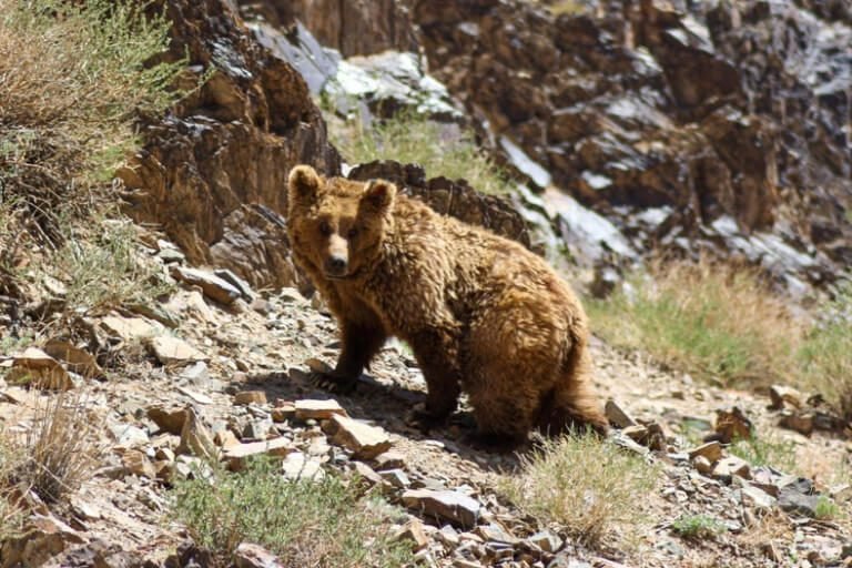 Gobi Bear, Top 10 Most Famous Endangered Animals In The World