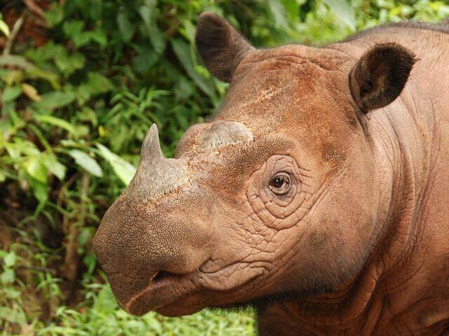 Sumatran Rhinoceros, Top 10 Most Famous Endangered Animals In The World