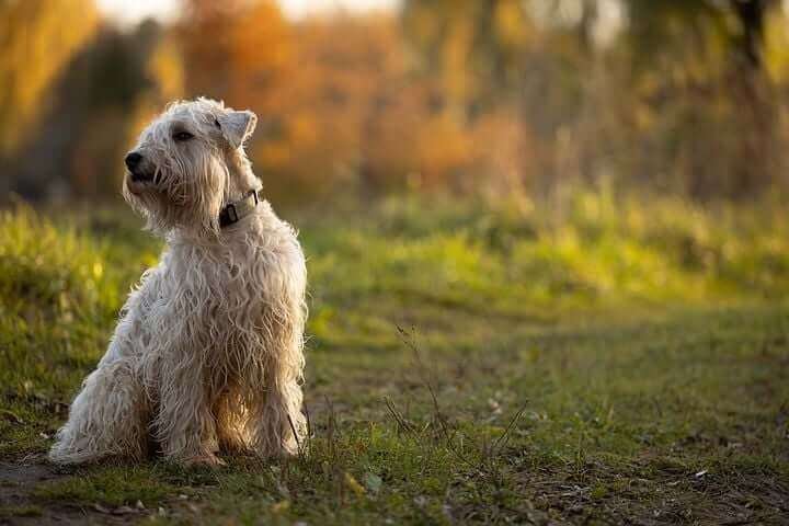 Soft-Coated Wheaten Terrier, Best &Amp; Most Popular Dog Breeds For First-Time Owners