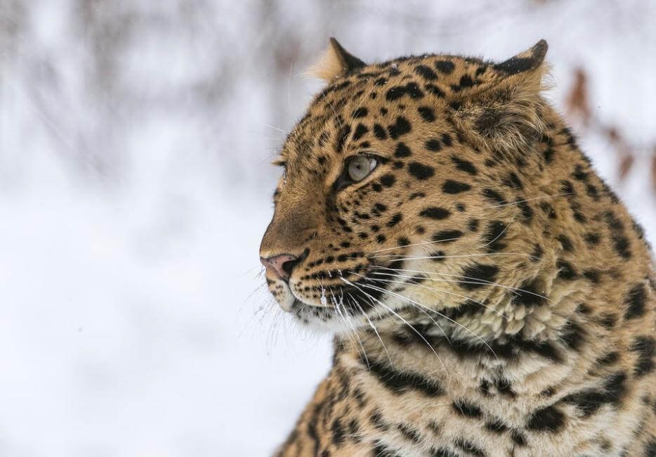 Amur Leopard, Top 10 Most Famous Endangered Animals In The World