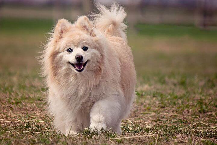 Pomeranian, Best &Amp; Most Popular Dog Breeds For First-Time Owners