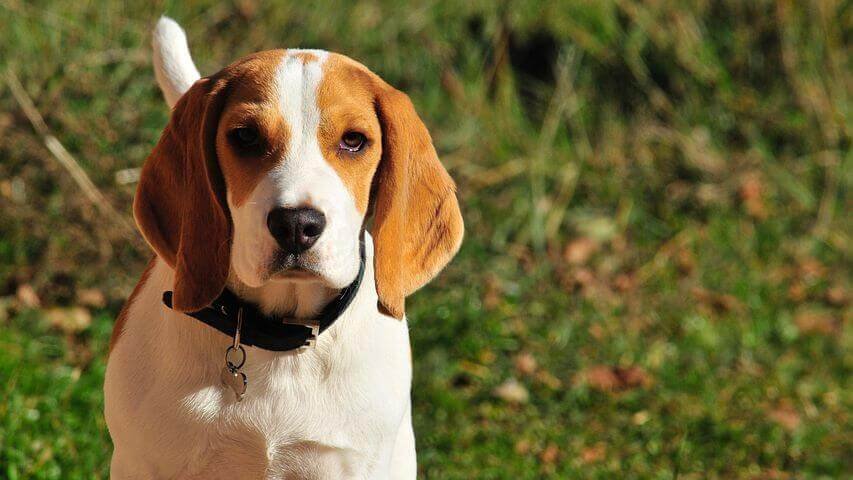 Beagles, Best &Amp; Most Popular Dog Breeds For First-Time Owners