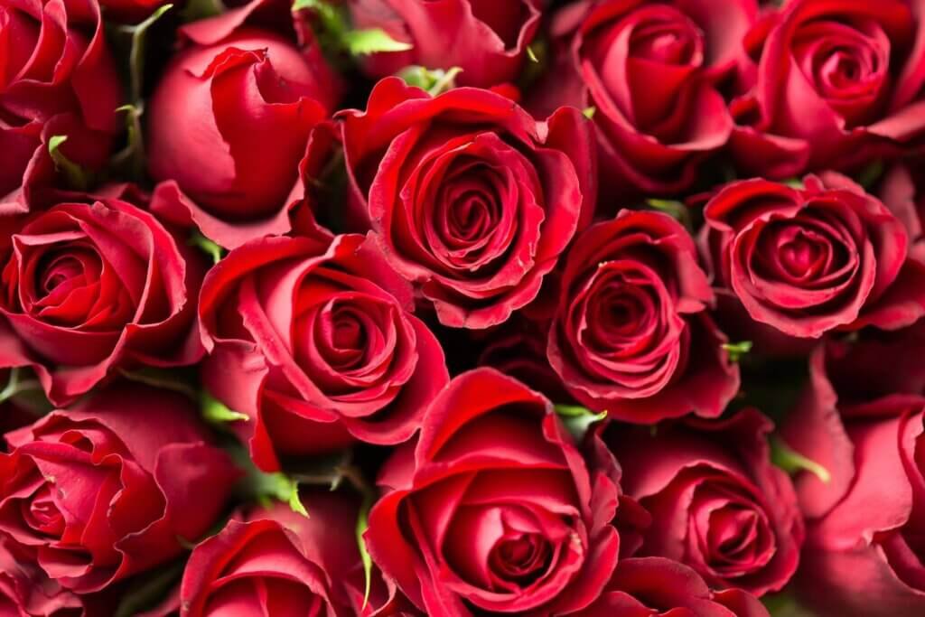 A Bouquet Of Roses, Top 10 Best Birthday Gift Ideas For People Born In February