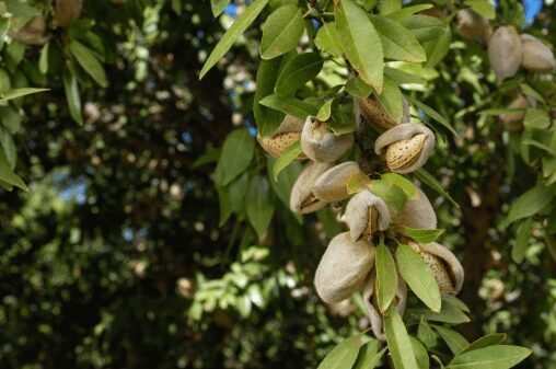 Almonds Are Good For Brain Health, Top 10 Reasons Why We Celebrate National Almond Day