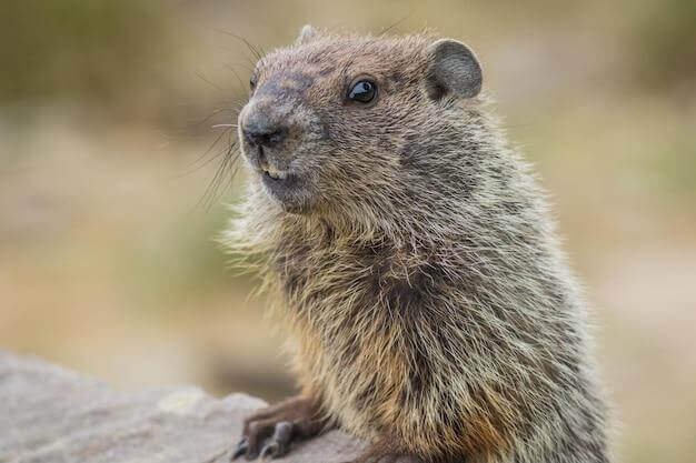 Top 10 Reasons Why We Celebrate Groundhog Day In The Usa
