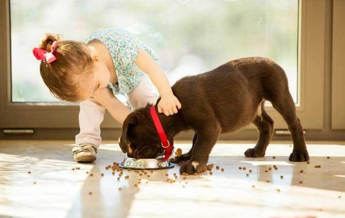 Responsibility, Top 10 Reasons Why We Celebrate Love Your Pet Day Every Day