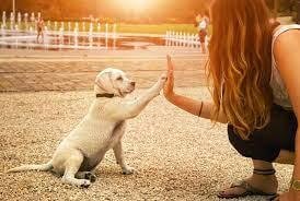 Unconditional Love, Top 10 Reasons Why We Celebrate Love Your Pet Day Every Day