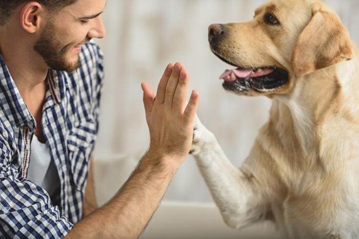 Reduce Stress, Top 10 Reasons Why We Celebrate Love Your Pet Day Every Day