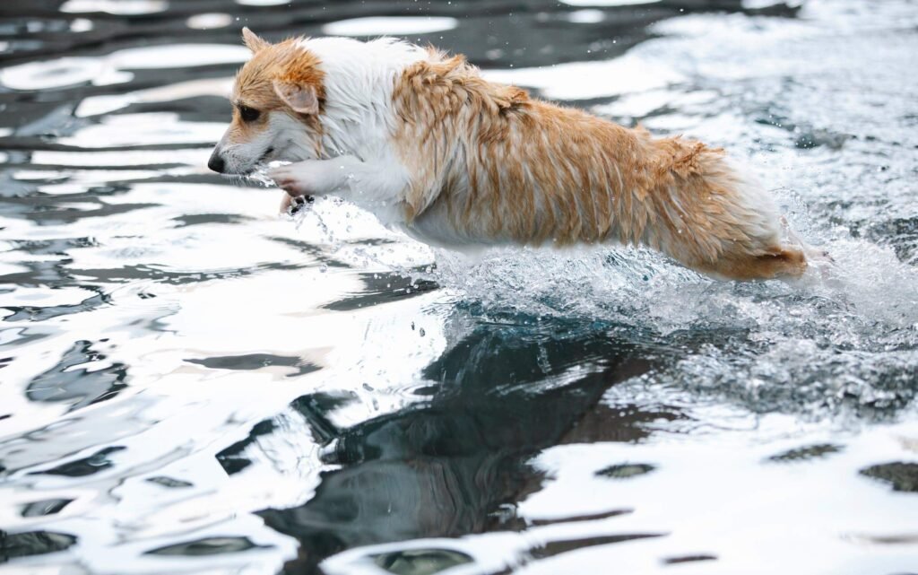 Familiarize Your Dog With Water, Top 10 Most Important Safety Tips For Swimming With Your Dog
