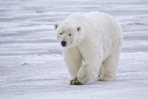 Raising Awareness, Top 10 Reasons Why We Celebrate International Polar Bear Day
