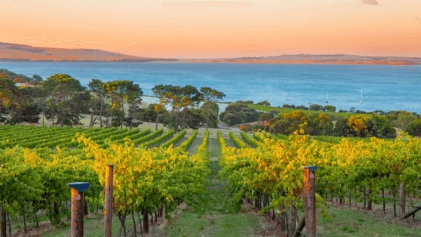 South Australian Wine Regions, Top 10 Best Places For First-Time Travelers To Visit In Australia