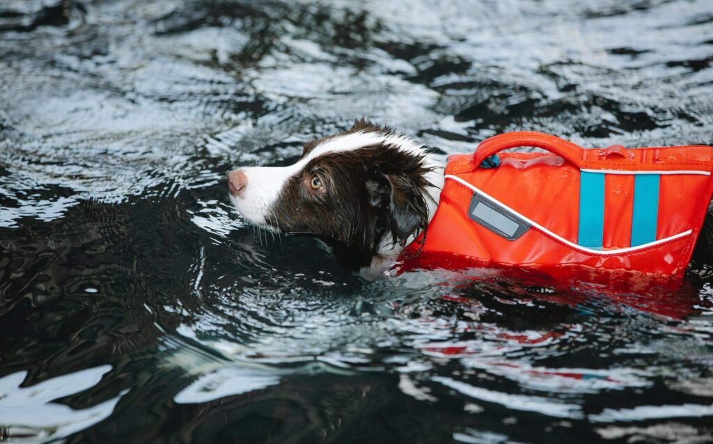 Dogs Should Wear A Life Jacket, Top 10 Most Important Safety Tips For Swimming With Your Dog