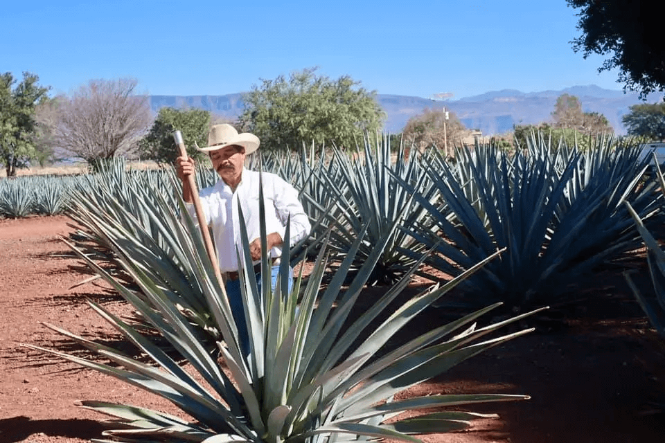 Learning About Tequila, Top 10 Reasons Why We Celebrate National Margarita Day