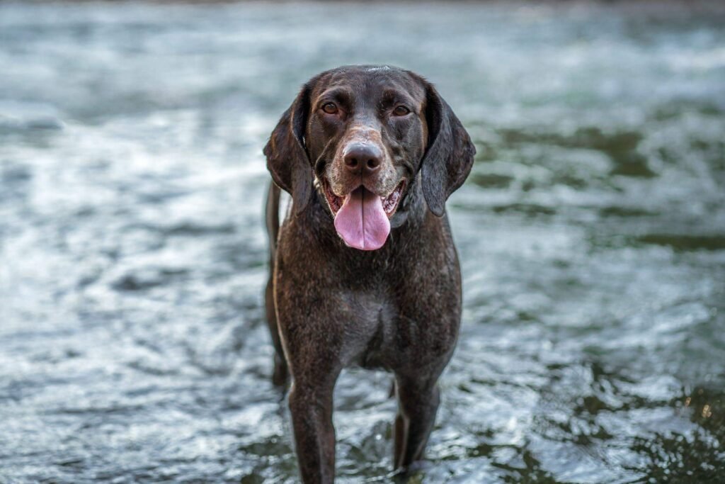 Don'T Force Your Dog To Swim, Top 10 Most Important Safety Tips For Swimming With Your Dog