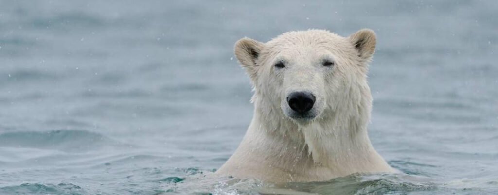 Promoting Research And Education, Top 10 Reasons Why We Celebrate International Polar Bear Day