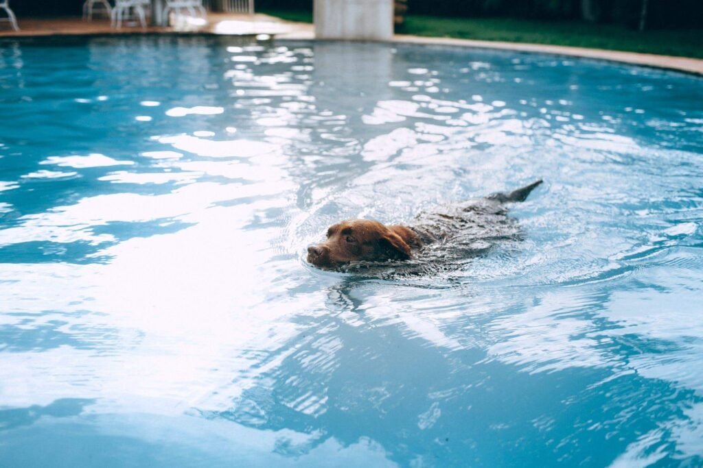 Empty The Pool When Not In Use, Top 10 Most Important Safety Tips For Swimming With Your Dog