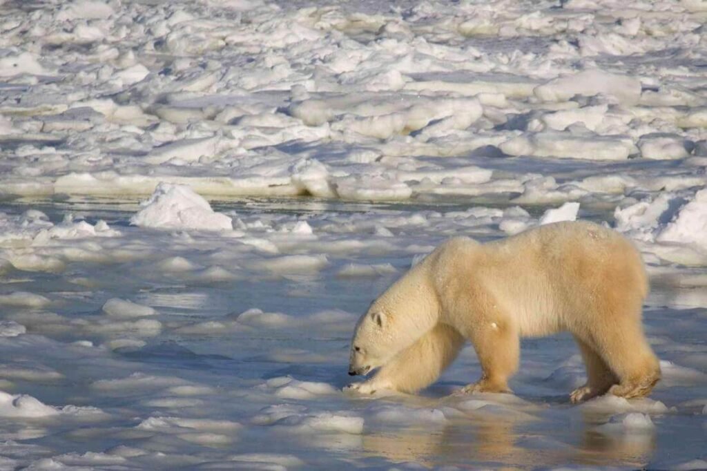 Promoting Conservation Efforts, Top 10 Reasons Why We Celebrate International Polar Bear Day