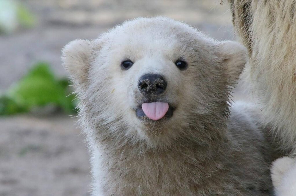 Top 10 Reasons Why We Celebrate International Polar Bear Day