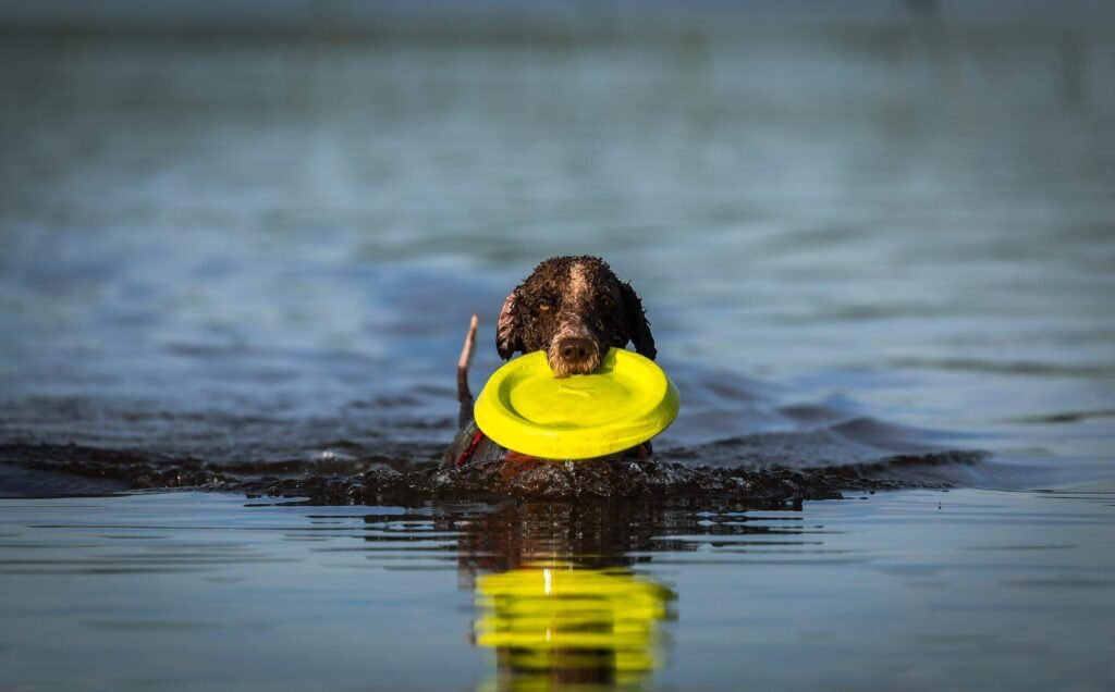 Top 10 Most Important Safety Tips For Swimming With Your Dog