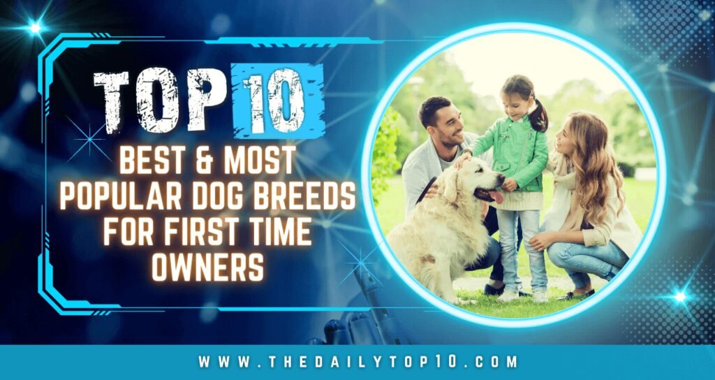 Top 10 Best & Most Popular Dog Breeds for First Time Owners