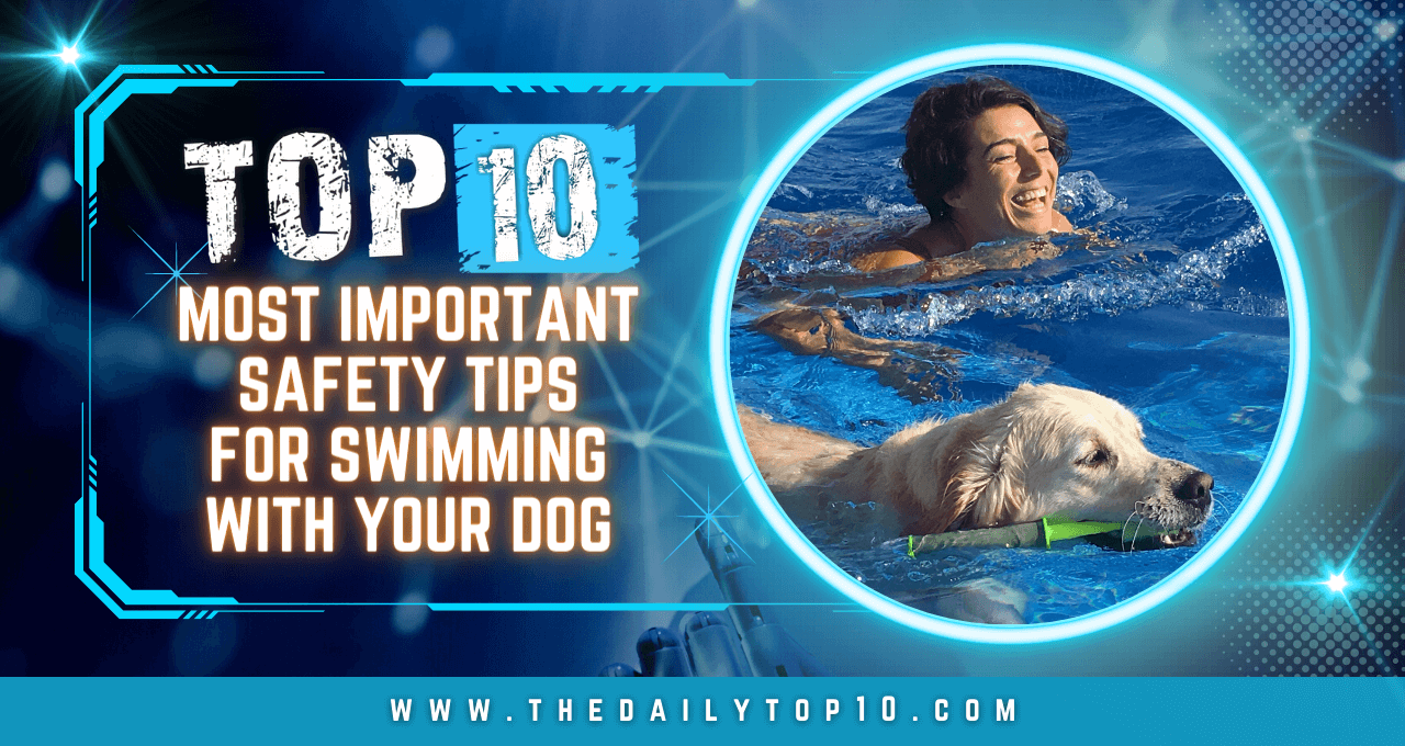 Top 10 Most Important Safety Tips For Swimming With Your Dog
