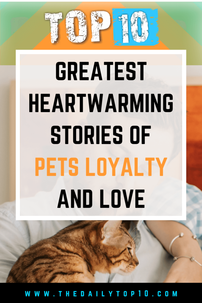 Top 10 Greatest Heartwarming Stories Of Pets Loyalty And Love