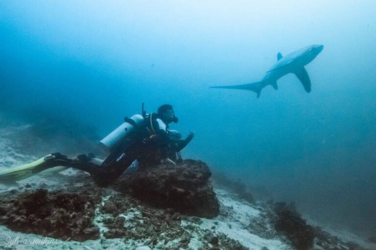 Diving-With-Thresher-Sharks-Cebu