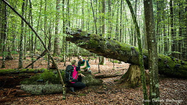Bavarian-Forest-National-Park-Bavaria